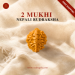 2 Mukhi Nepali Rudraksha