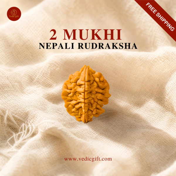 2 Mukhi Nepali Rudraksha