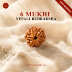 6 Mukhi Nepali Rudraksha