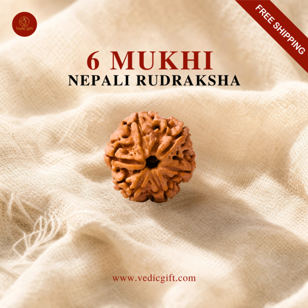 6 Mukhi Nepali Rudraksha