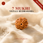 7 Mukhi Nepali Rudraksha