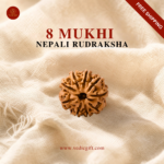 8 Mukhi Nepali Rudraksha