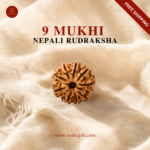 9 Mukhi Nepali Rudraksha