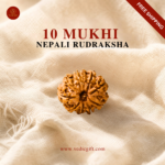 10 Mukhi Nepali Rudraksha