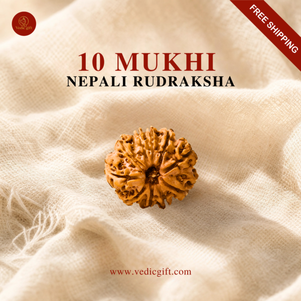 10 Mukhi Nepali Rudraksha