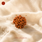 3 Mukhi Nepali Rudraksha