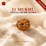 11 Mukhi Nepali Rudraksha