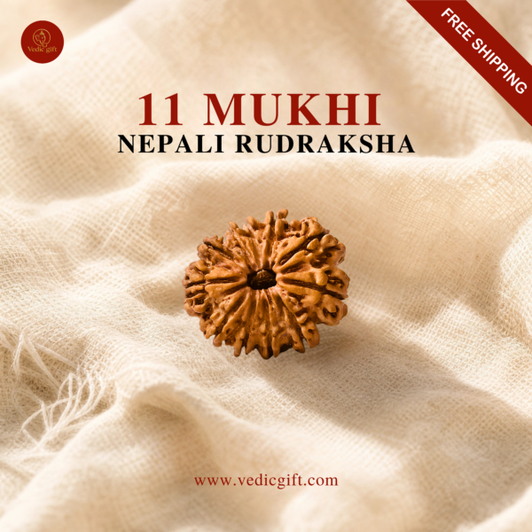 11 Mukhi Nepali Rudraksha