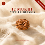 12 Mukhi Nepali Rudraksha