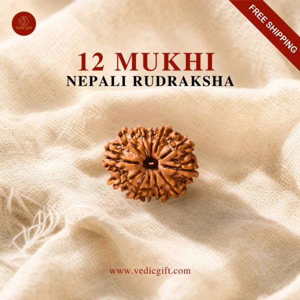 12 Mukhi Nepali Rudraksha