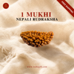 1 Mukhi Nepali Rudraksha