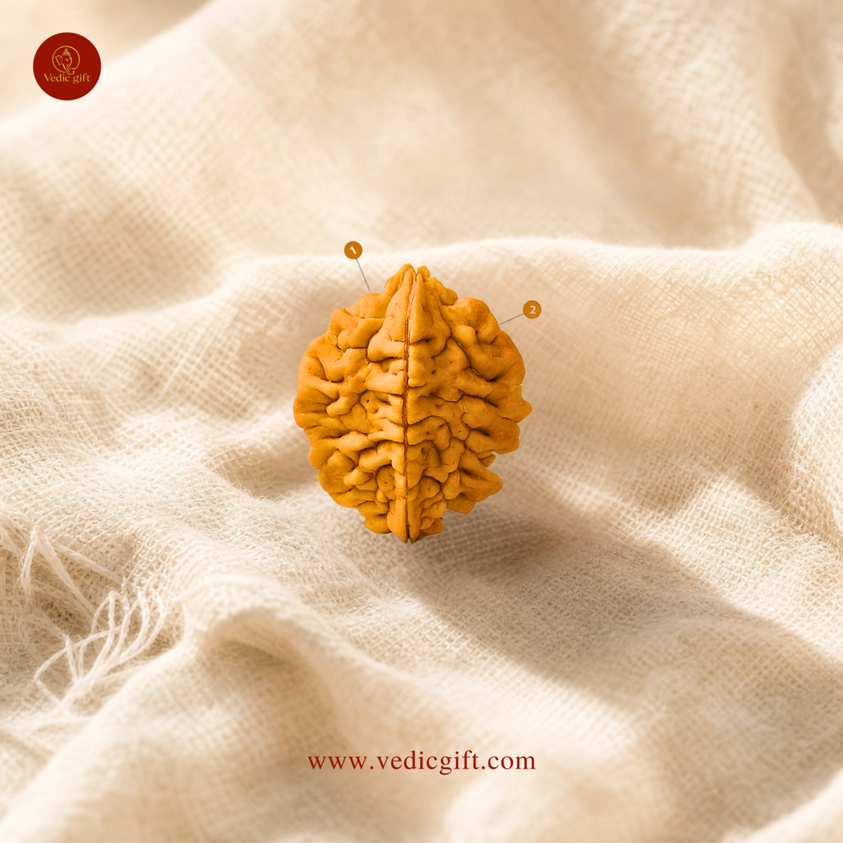 2 Mukhi Nepali Rudraksha
