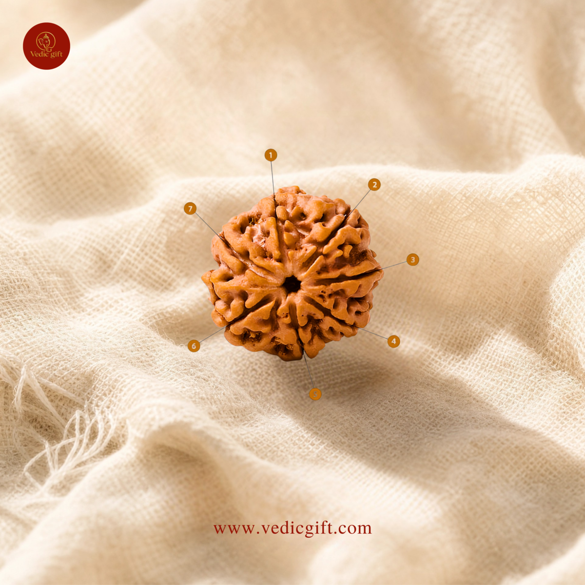 7 Mukhi Nepali Rudraksha