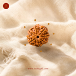 7 Mukhi Nepali Rudraksha