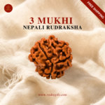 3 Mukhi Nepali Rudraksha