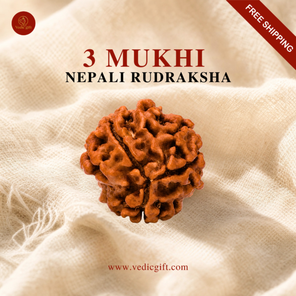3 Mukhi Nepali Rudraksha