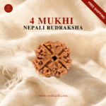 4 Mukhi Nepali Rudraksha