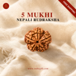 5 Mukhi Nepali Rudraksha