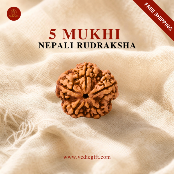 5 Mukhi Nepali Rudraksha